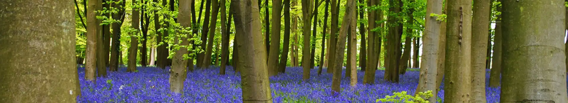 Faringdon campsites