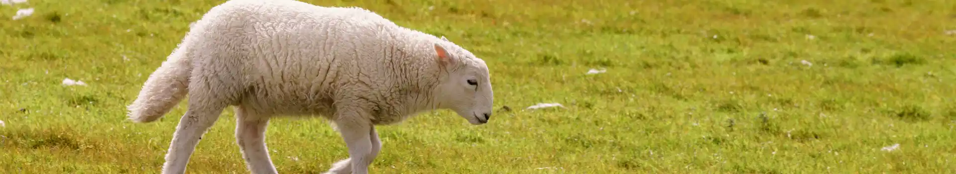 Clunderwen campsites