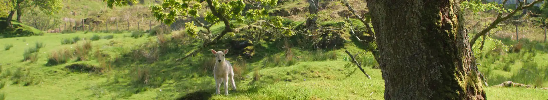 Tayvallich campsites
