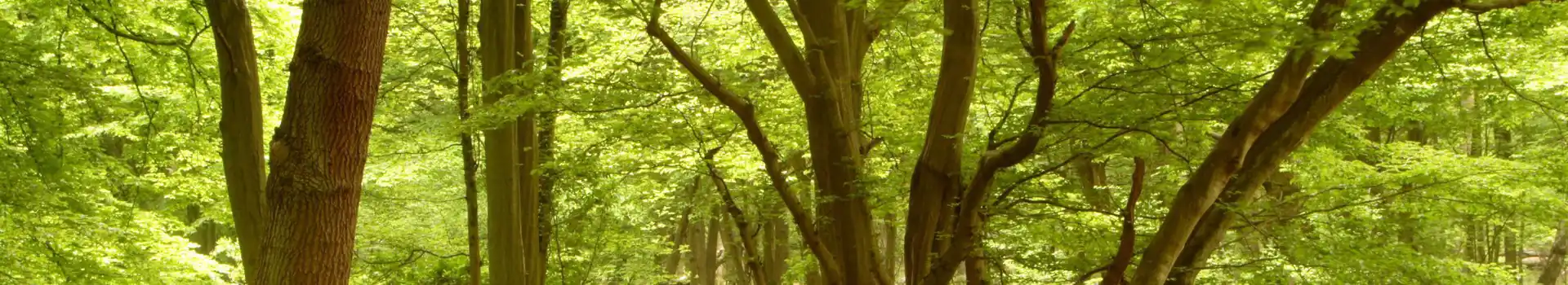 Cuffley campsites