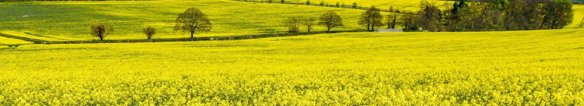 Princes Risborough campsites