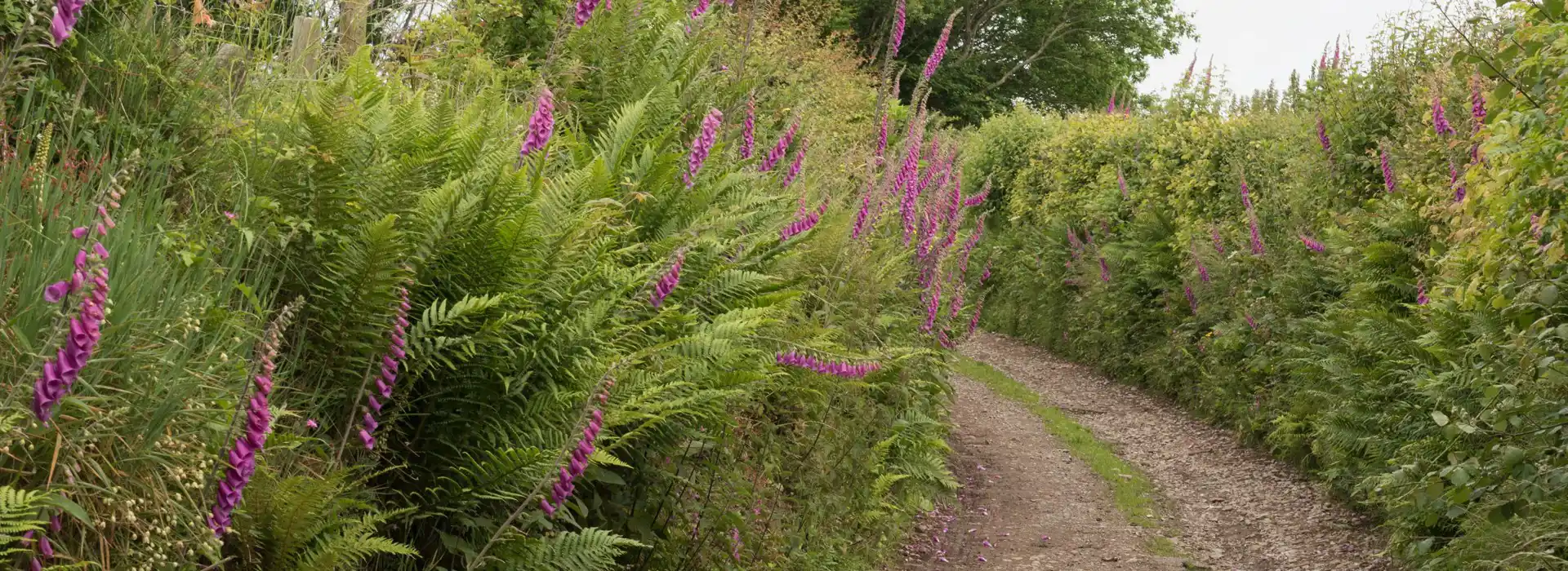 Culbone campsites