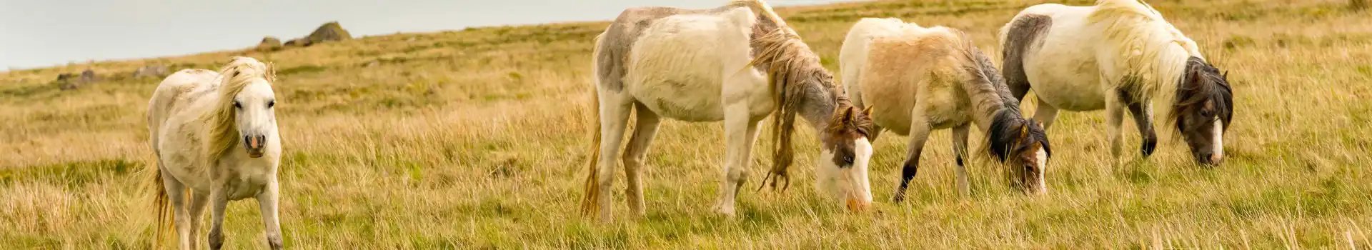 Clynderwen campsites