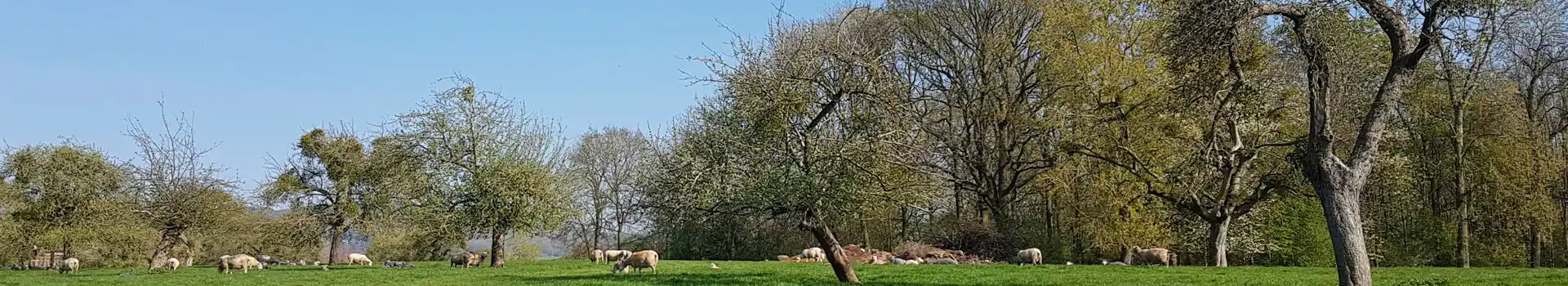 Colwall Green campsites