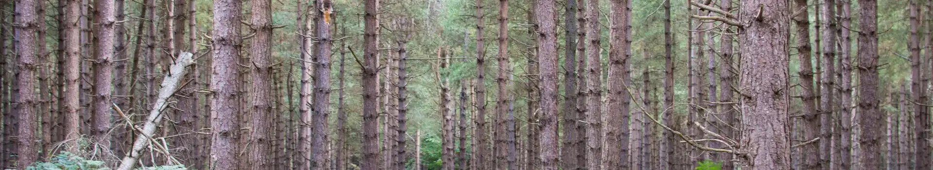 Rendlesham campsites