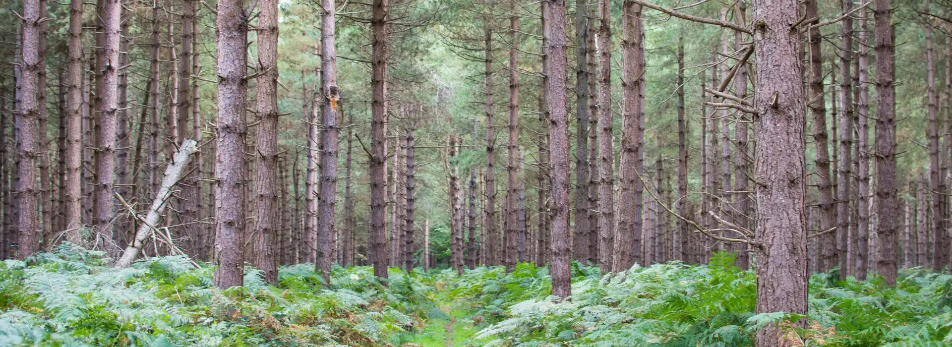 Rendlesham campsites