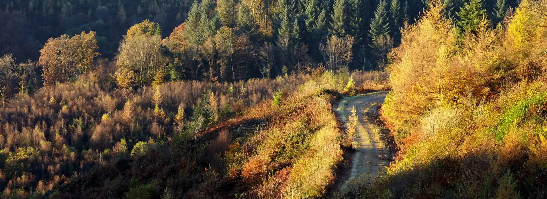 Brechfa campsites