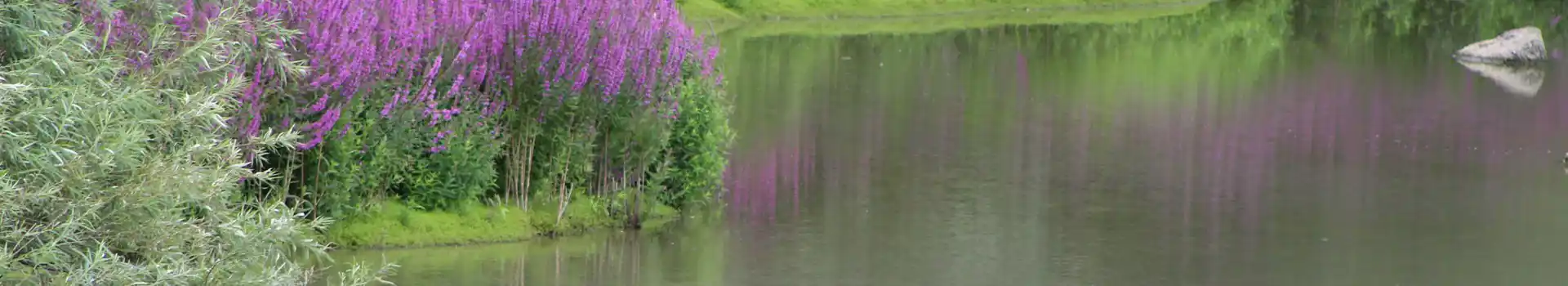 Bough Beech campsites