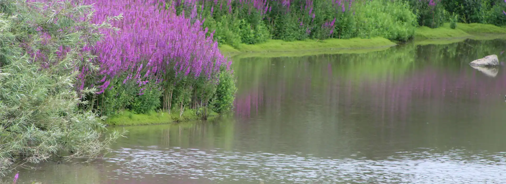 Bough Beech campsites