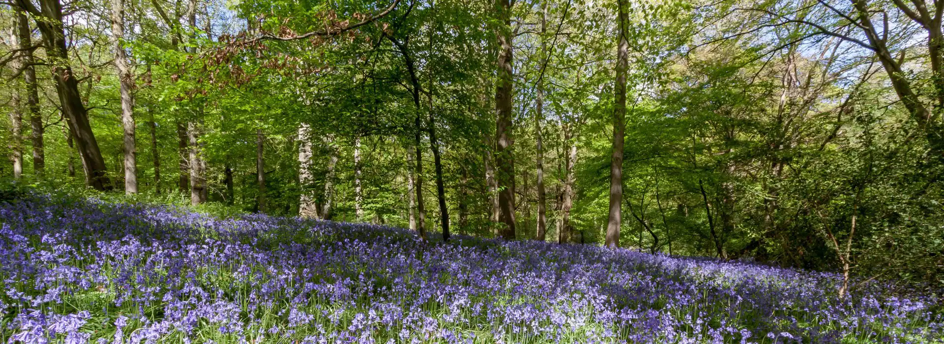 Oxted campsites