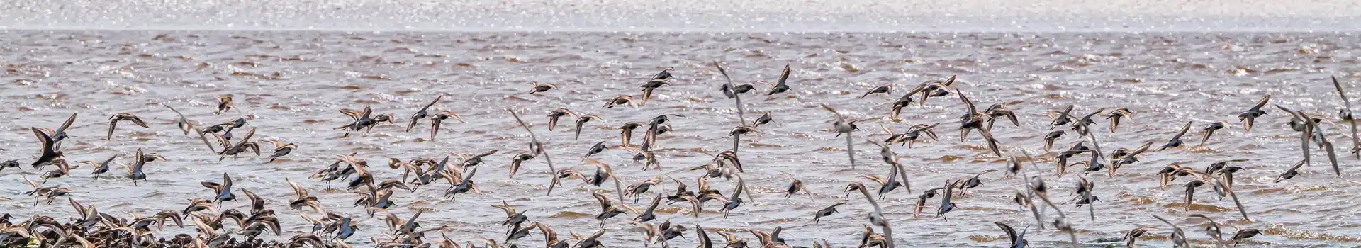 Bowness-on-Solway campsites