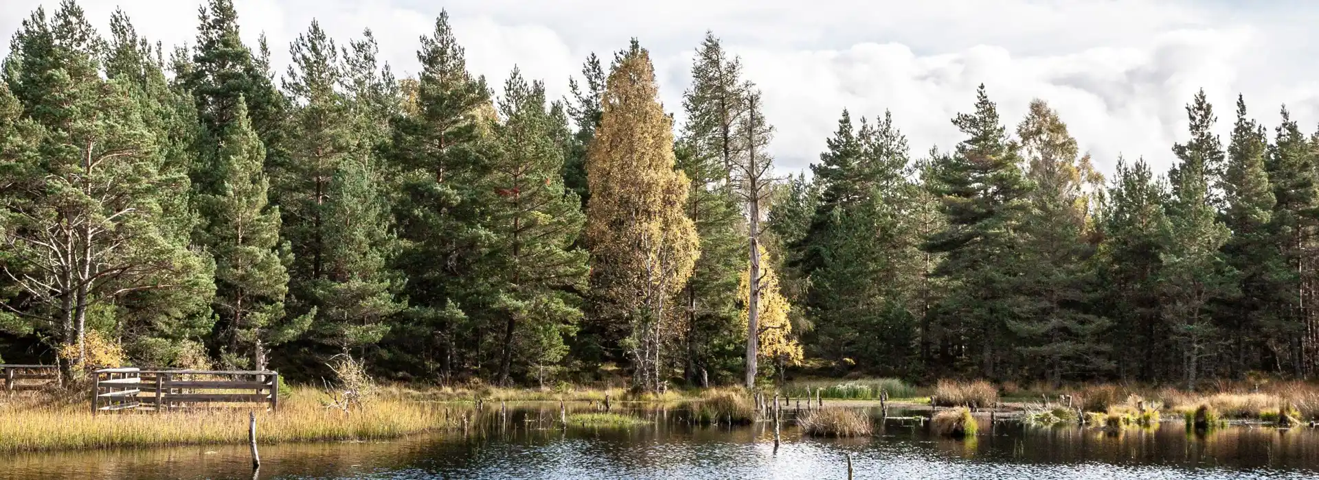 Abernethy campsites