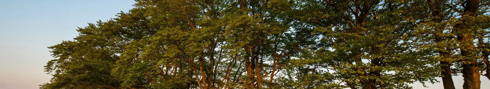 Bardon Mill campsites