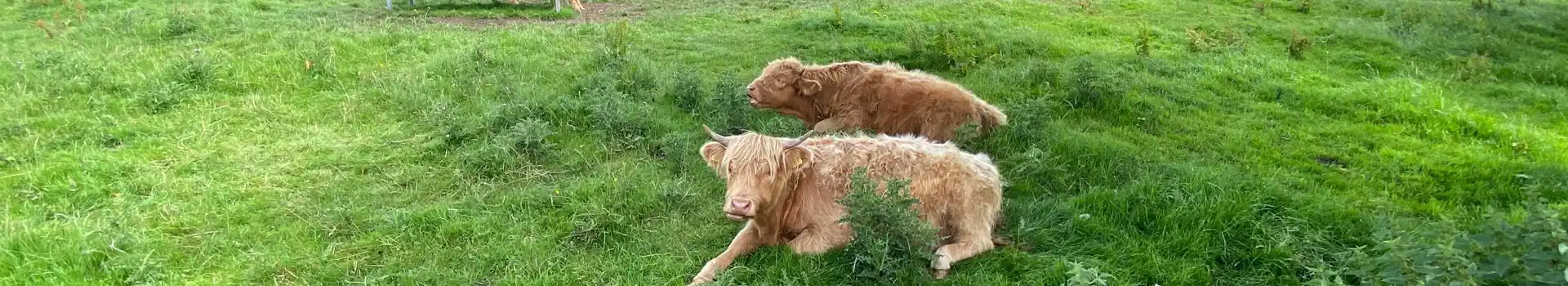 Hellifield campsites