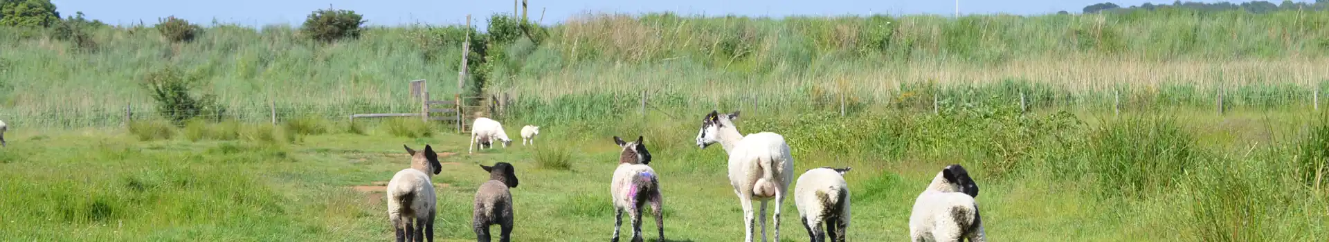 Martlesham campsites