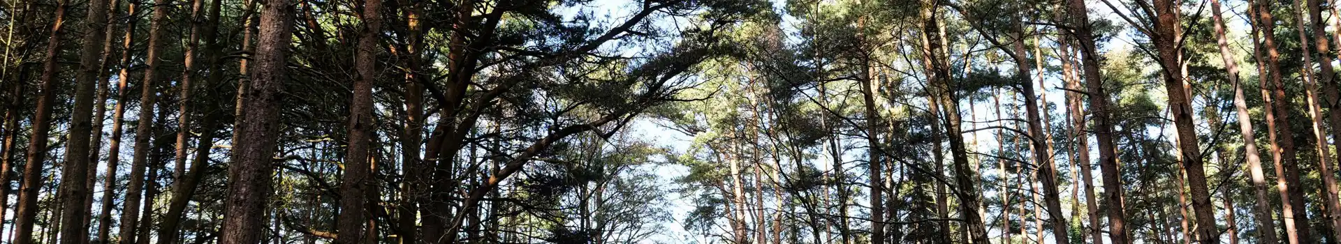 Bracknell campsites