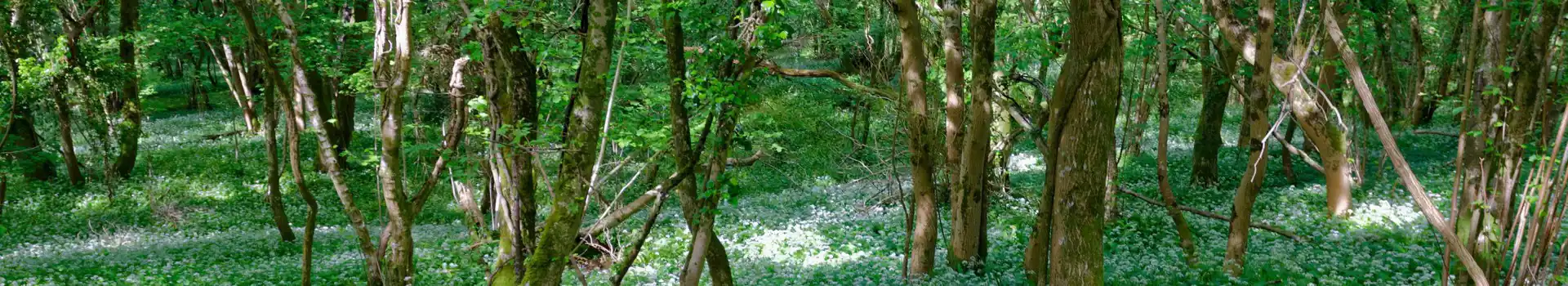 East Creech campsites