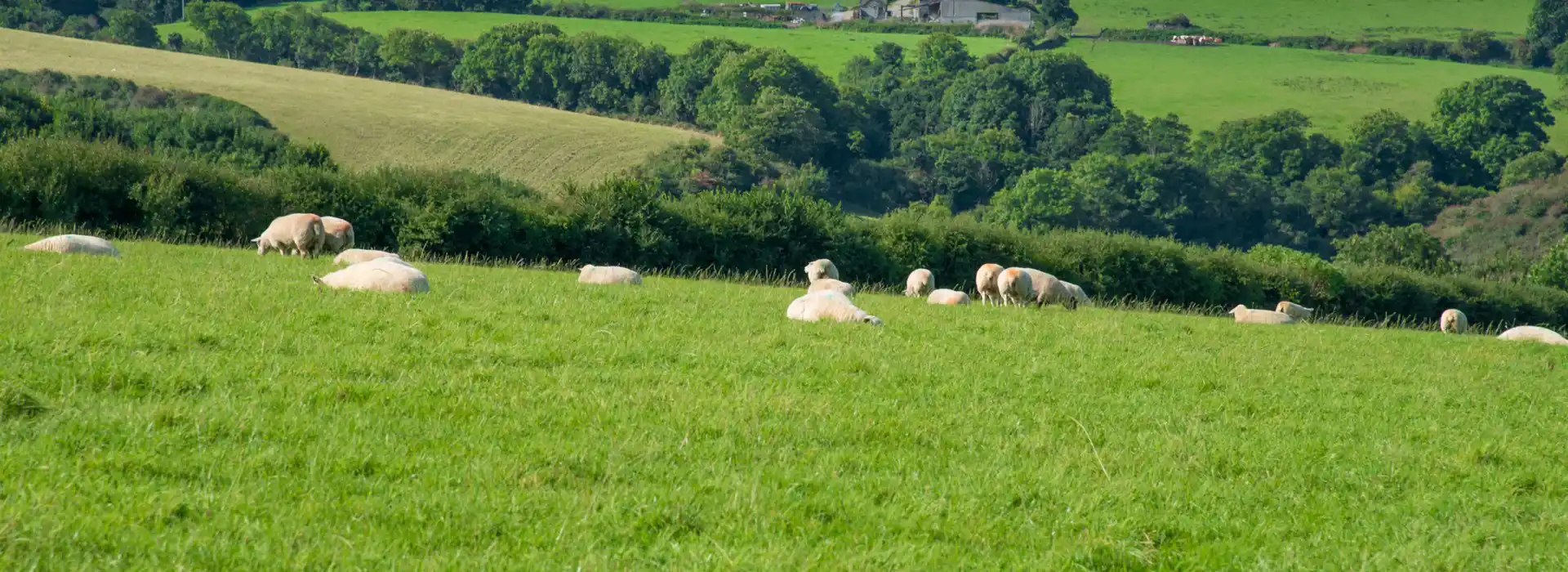 St Issey campsites