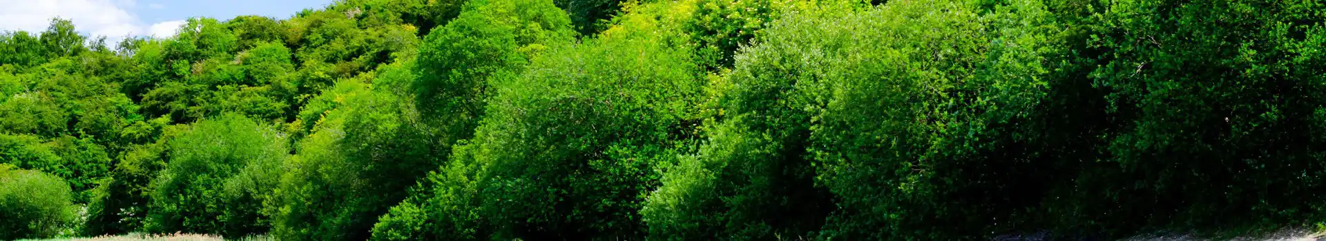 Houghton Regis campsites