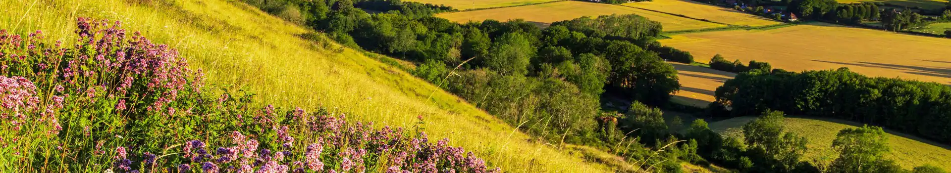 South Harting campsites