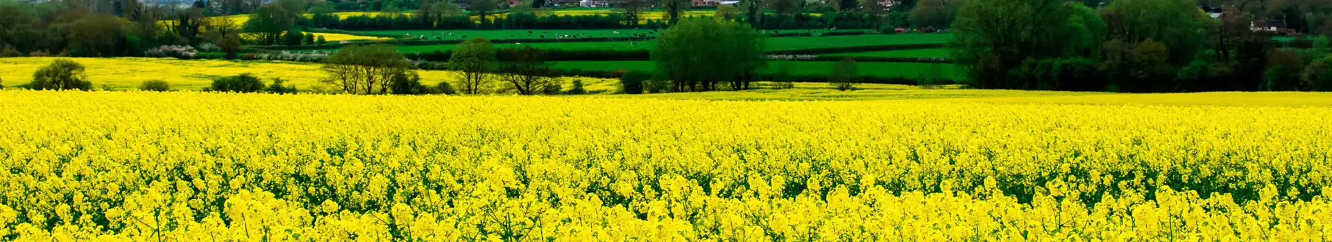 Lilleshall campsites