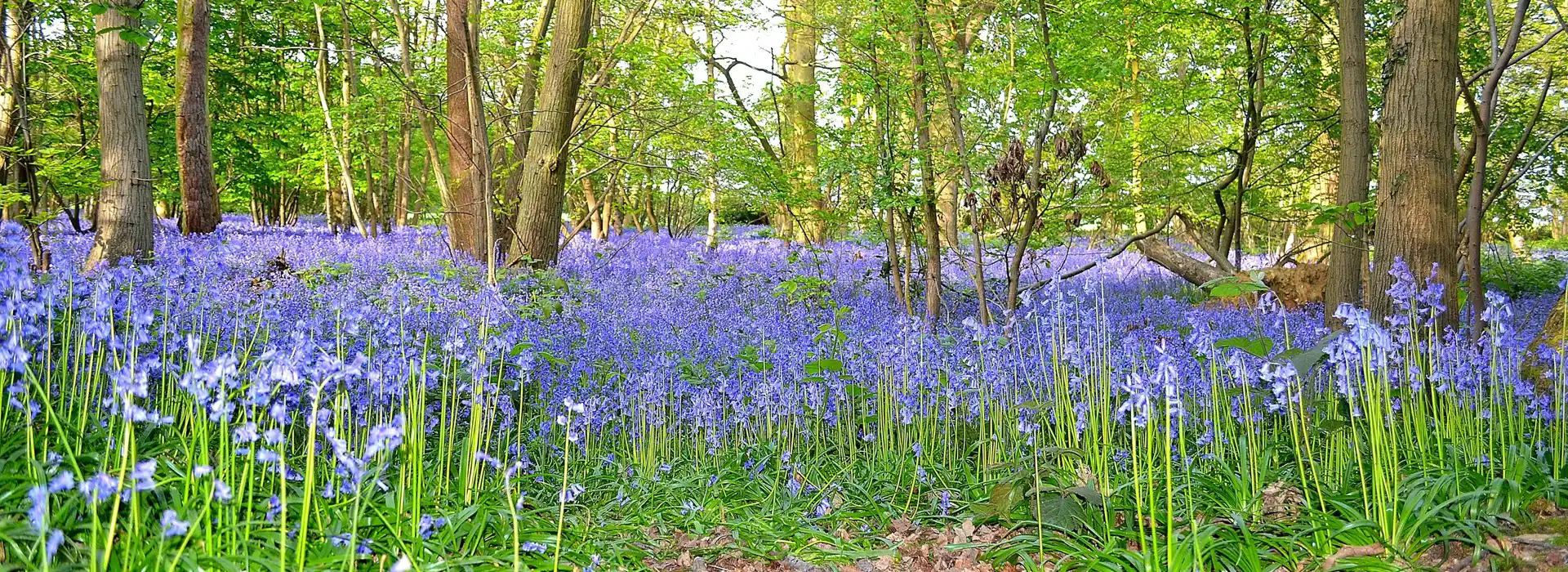 Tiptree campsites