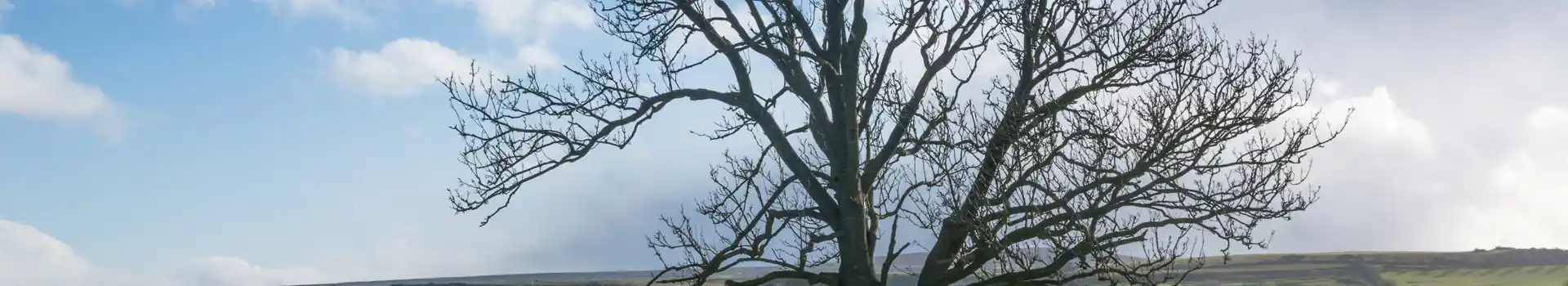 Wensley campsites