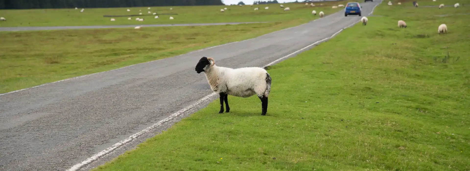 davidstow 