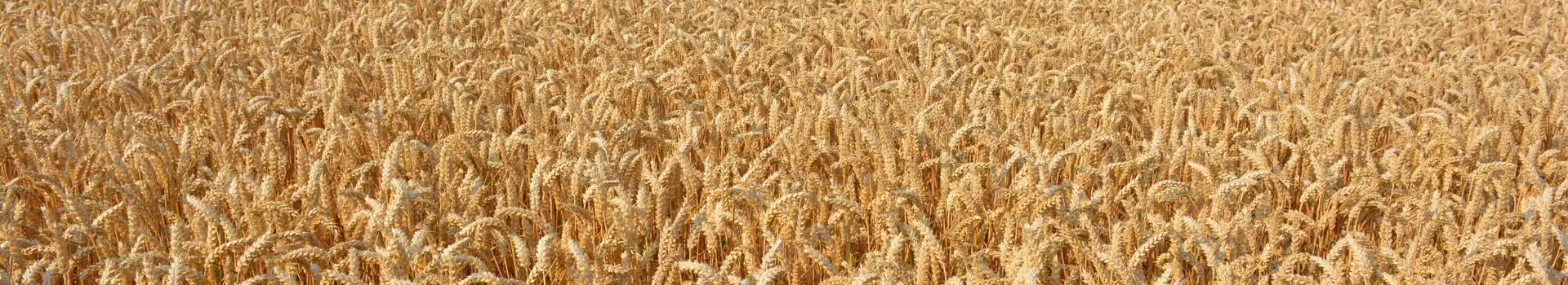 Campsites near Escrick