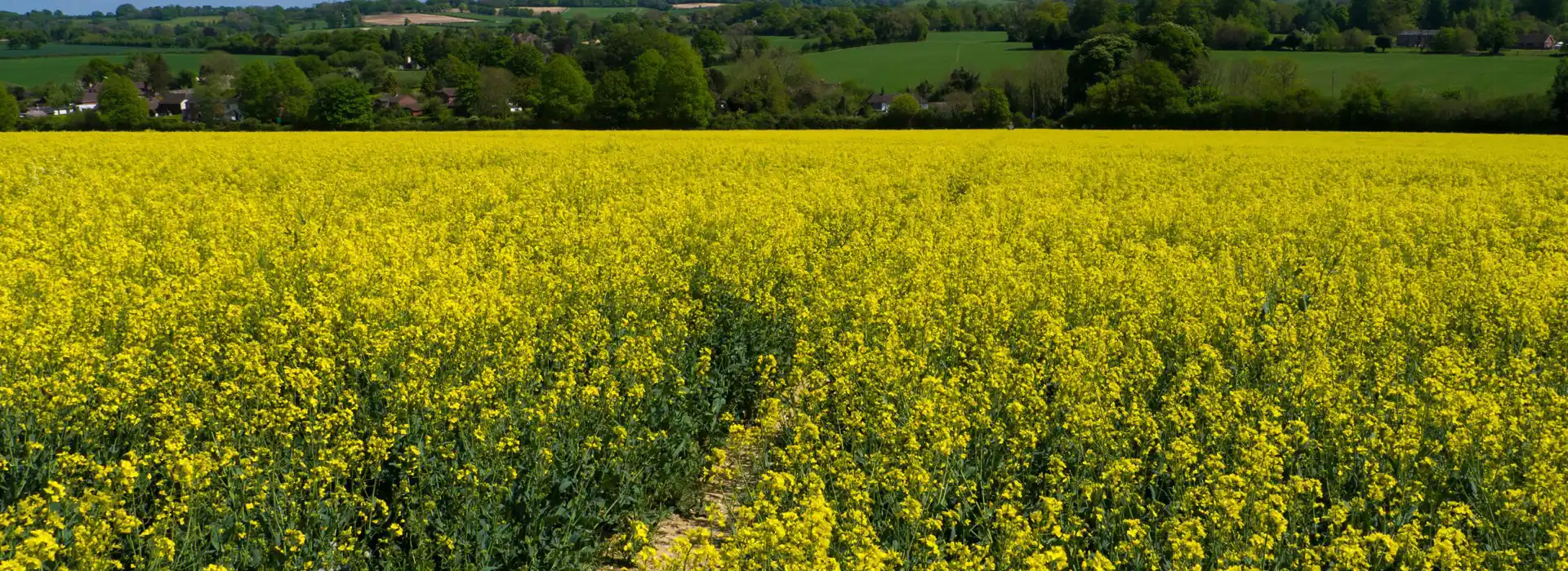 Ropley