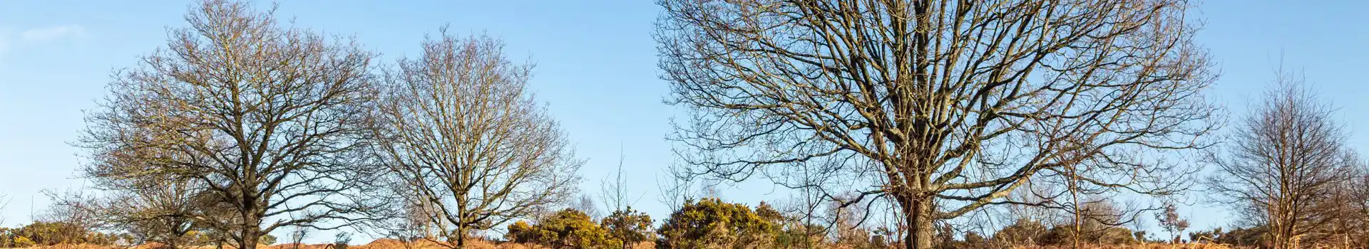 Campsites near Newick
