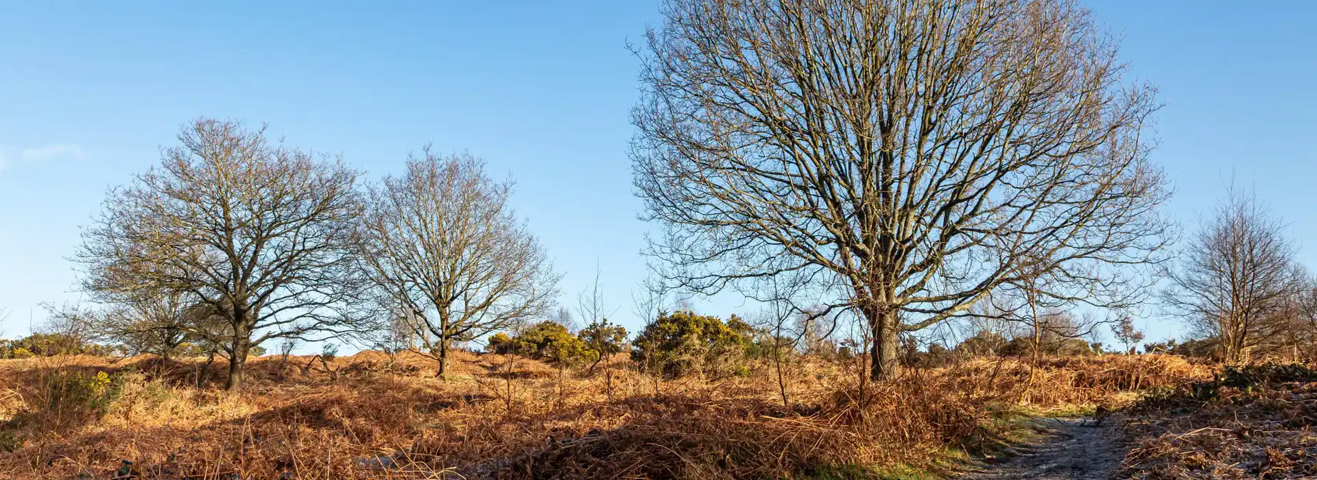 Campsites near Newick