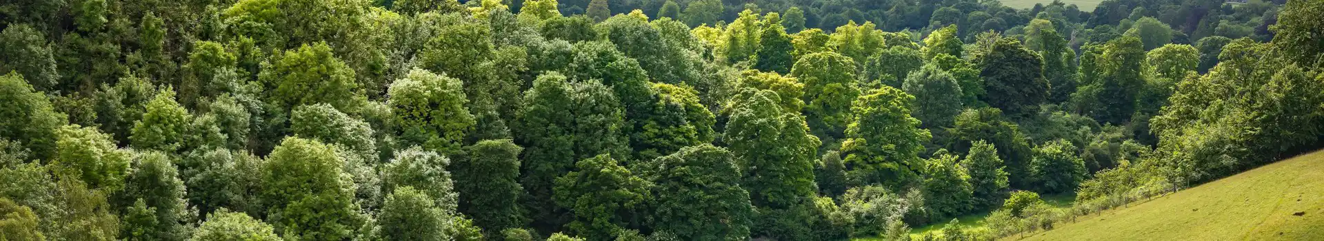 Campsites near Gerrards Cross