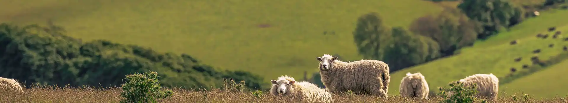 Campsites near Grampound