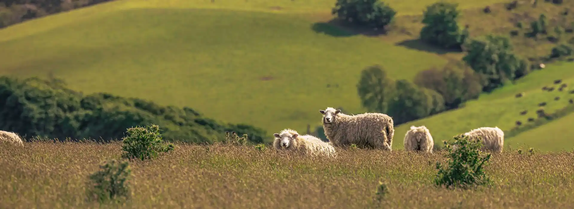 Campsites near Grampound