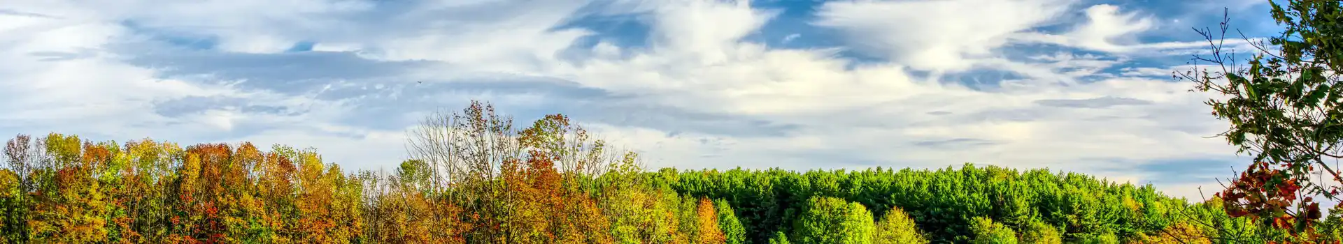 Campsites near Ickham