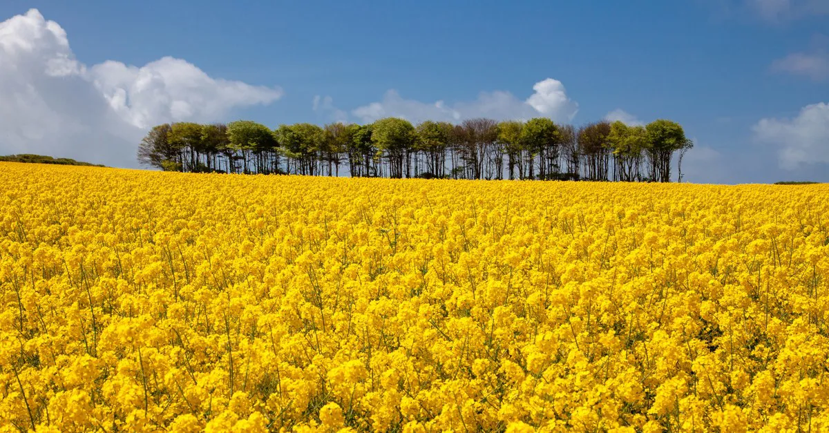 20+ Nottage campsites Best camping in Nottage, Bridgend