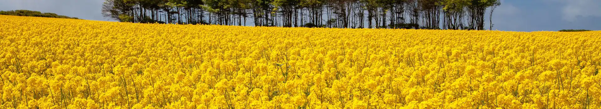 Campsites near Nottage