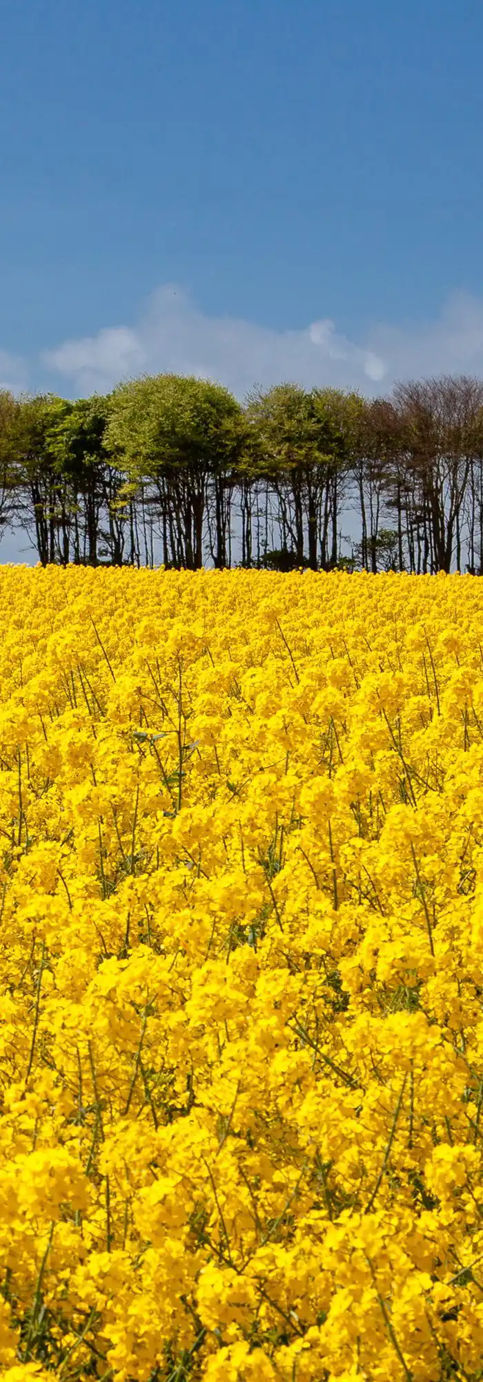 20+ Nottage campsites Best camping in Nottage, Bridgend