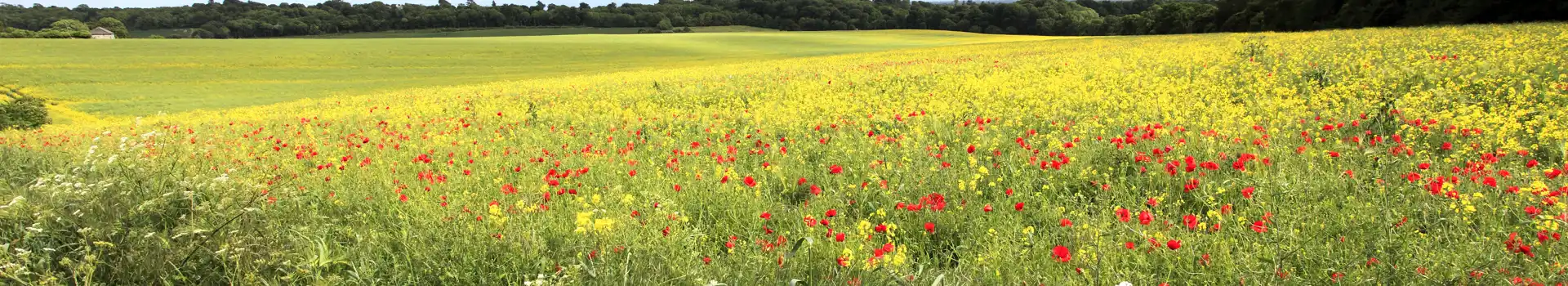 Campsites near Walberton