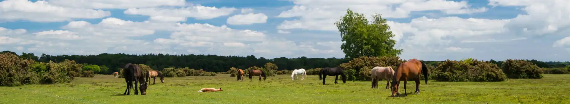 Campsites near Blashford