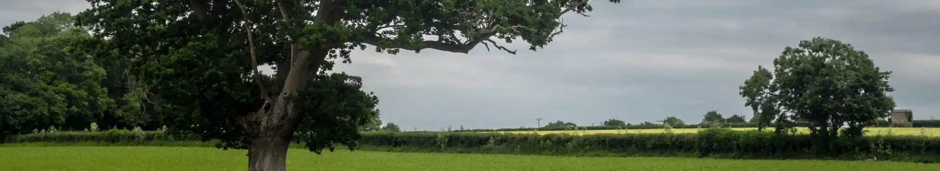 Campsites near Clyst St Mary
