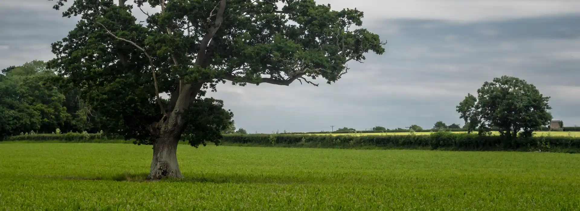 Campsites near Clyst St Mary