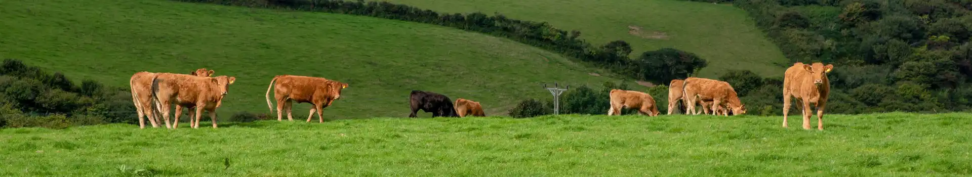 Campsites near Delabole