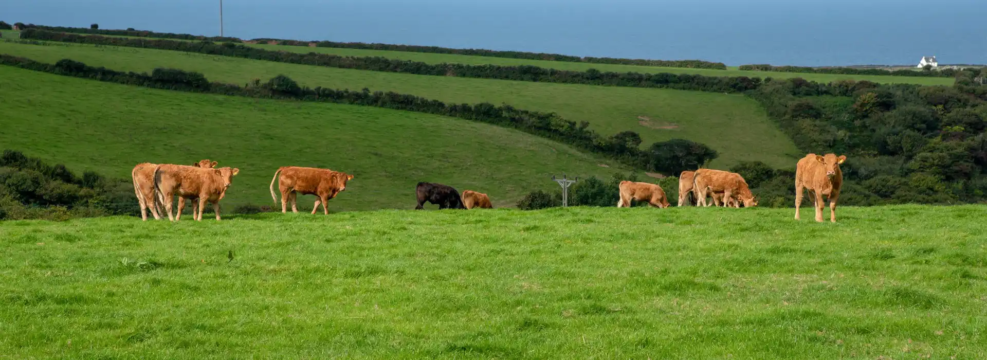 Campsites near Delabole