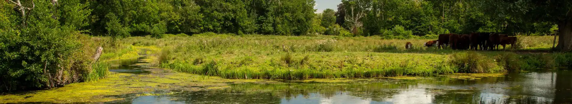 Campsites near Horstead