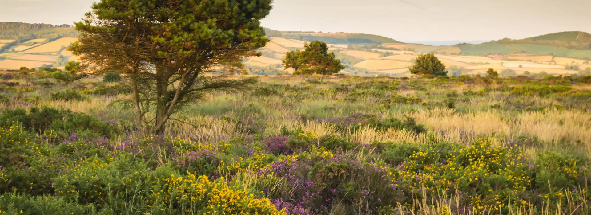 Woodbury Common