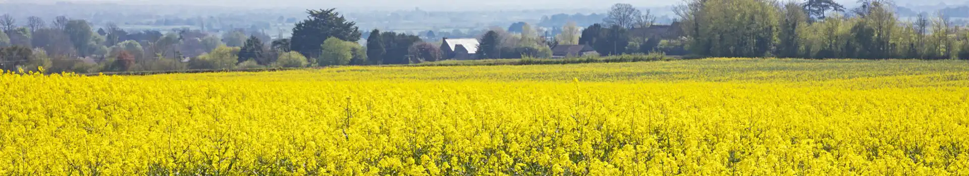 Campsites near Curry Rivel
