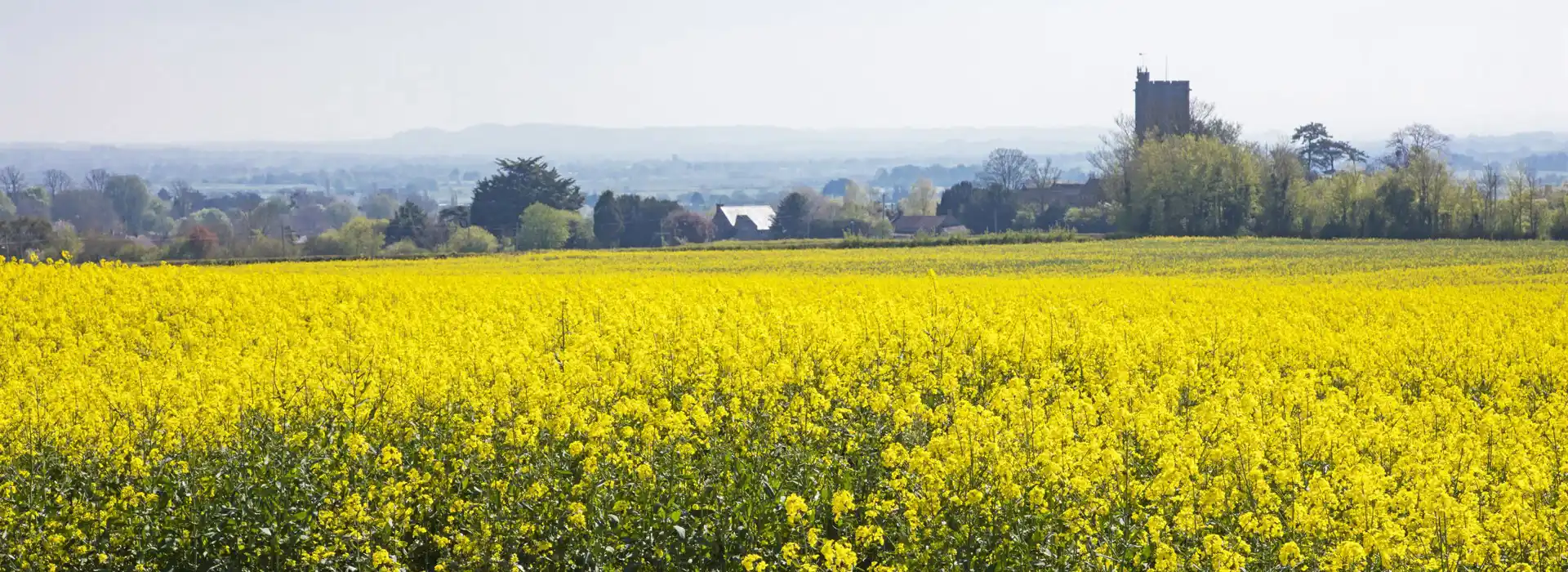 Campsites near Curry Rivel