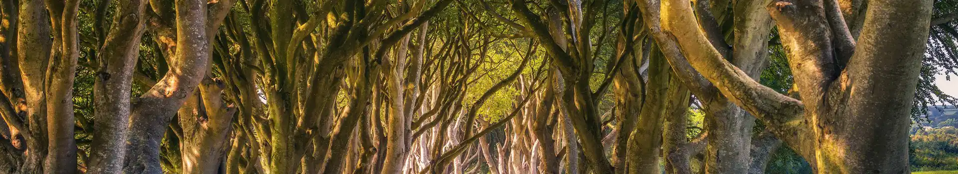 Armoy dark hedges